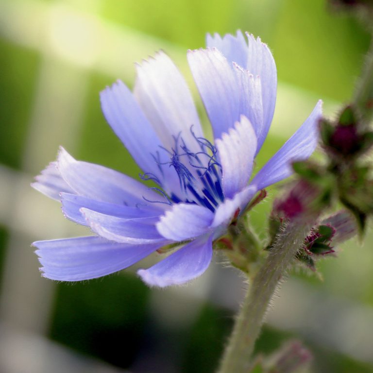 Wegwarte Zarte blühende Pflanze mit lila Blütenblättern und grünem Hintergrund.