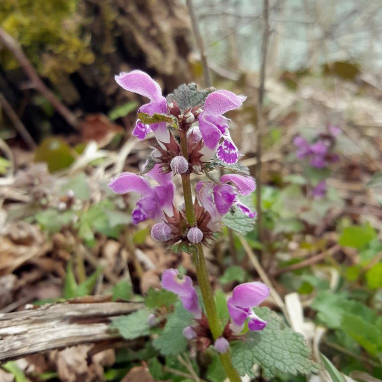 Taubnessel Lila Blütenpflanze mit grünen Blättern, umgeben von trockenem Laub.