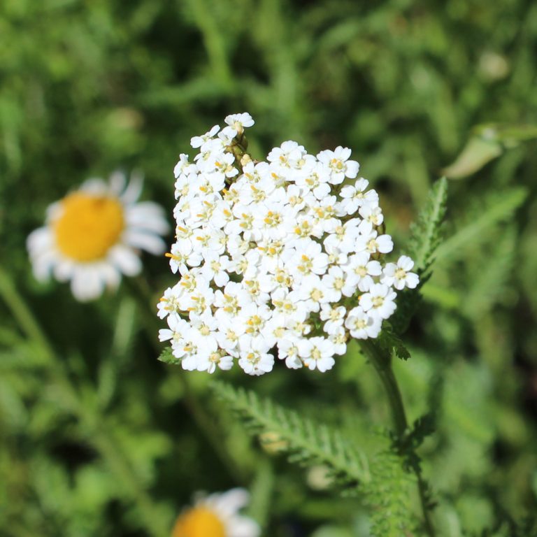 Schafgarbe Weiße Blumen mit kleinen Blüten an einer grünen Pflanze im Hintergrund.