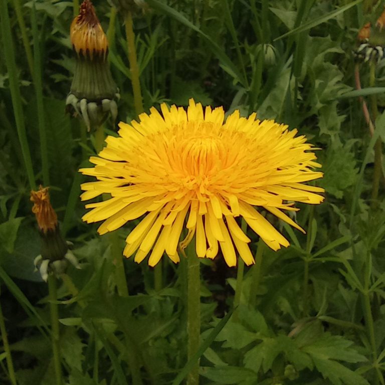Löwenzahn Gelbe Löwenzahnblüte umgeben von grünem Gras und Knospen.