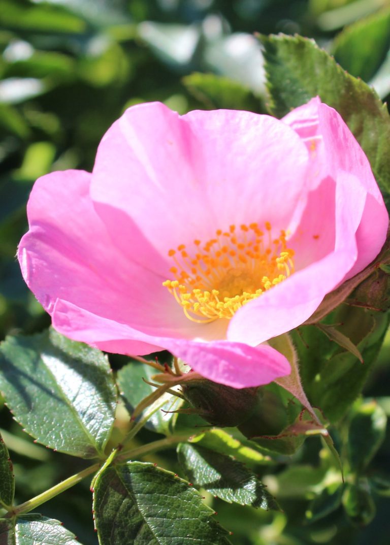 Rosa Blüte mit gelben Staubgefäßen, umgeben von grünen Blättern.