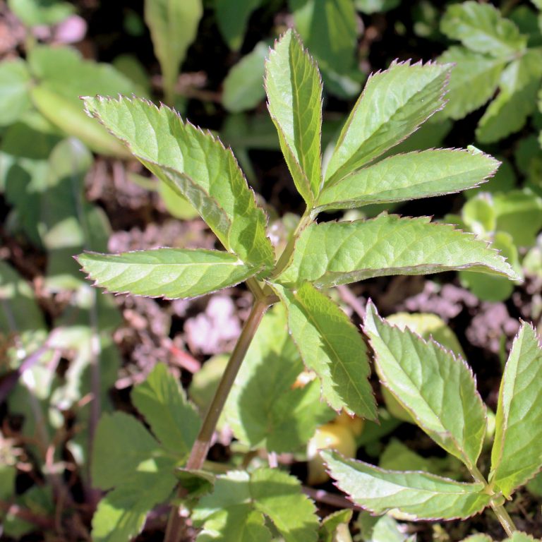 Giersch Grünes Blattwerk mit gefingerten Blättern, auf einem unebenen Boden.
