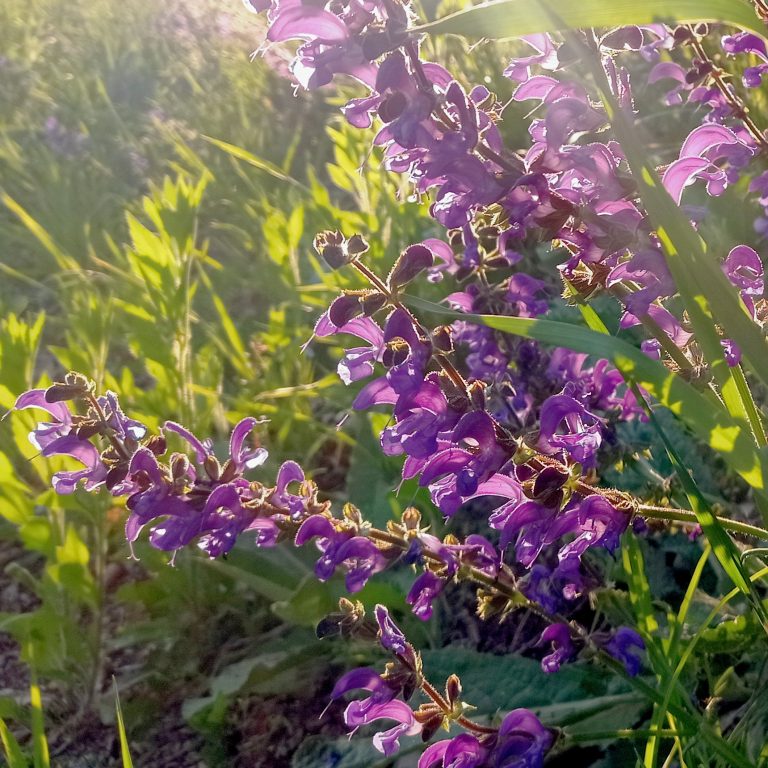 Wiesensalbei Lila Blumen in der Sonne vor üppigem grünem Gras.