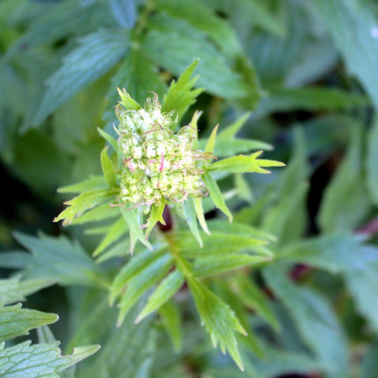 Baldrian Blühende Pflanze mit grünen Blättern und kleinen weißen Blüten.