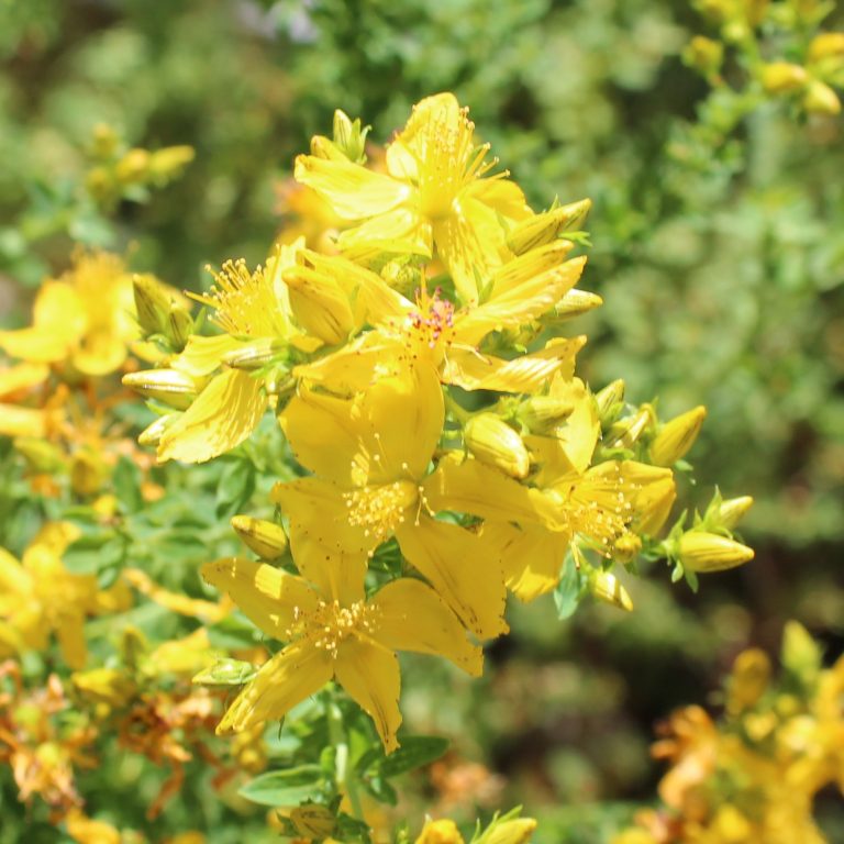 Johanniskraut Gelbe Johanniskrautblüten in voller Blüte, umgeben von grünem Laub.