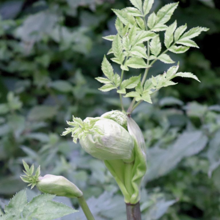 Angelika Junge Pflanzenknospen mit frischen, grünen Blättern vor einem unscharfen Hintergrund.