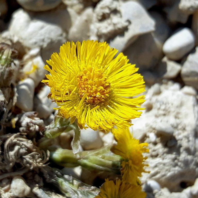 Huflattich Gelbe Blume mit feinen Blütenblättern, umgeben von hellgrauen Steinen.