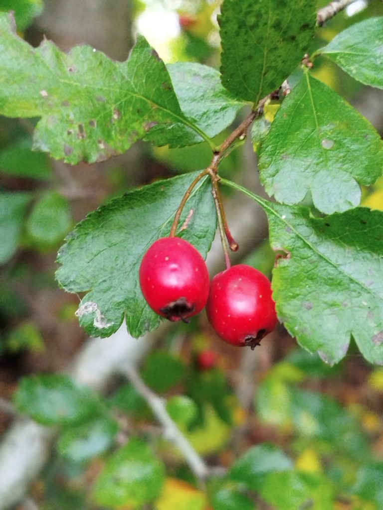 Weißdorn Rote Beeren hängen an grünen Blättern in einem Wald.