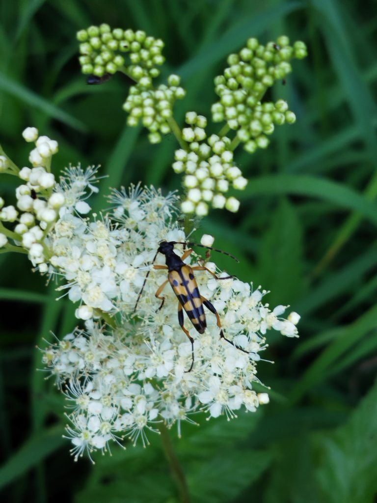 Mädesüß Schwarze und orange gestreifte Wespe auf einer weißen Blüte, umgeben von grüner Vegetation.