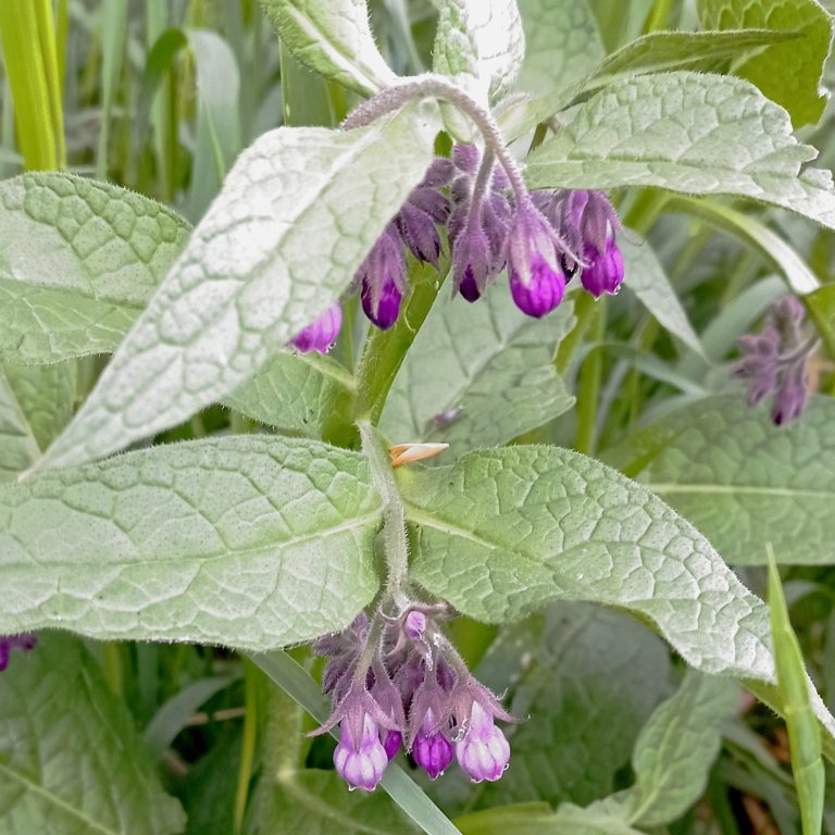 Beinwell Lila Blüten an grünen Blättern einer Pflanze, die entlang eines Stängels angeordnet sind.