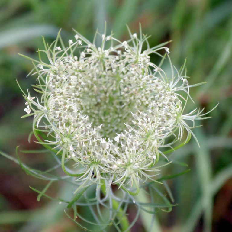 Wilde Möhre Weiß blühende Pflanze mit feinen, spitzen Blüten und grünem Hintergrund.
