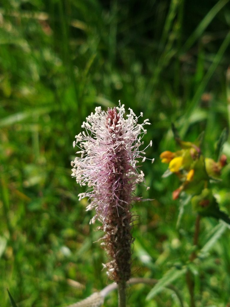 Mittlerer Wegerich Zarte Blüte mit pinken Staubfäden vor grünem Hintergrund.